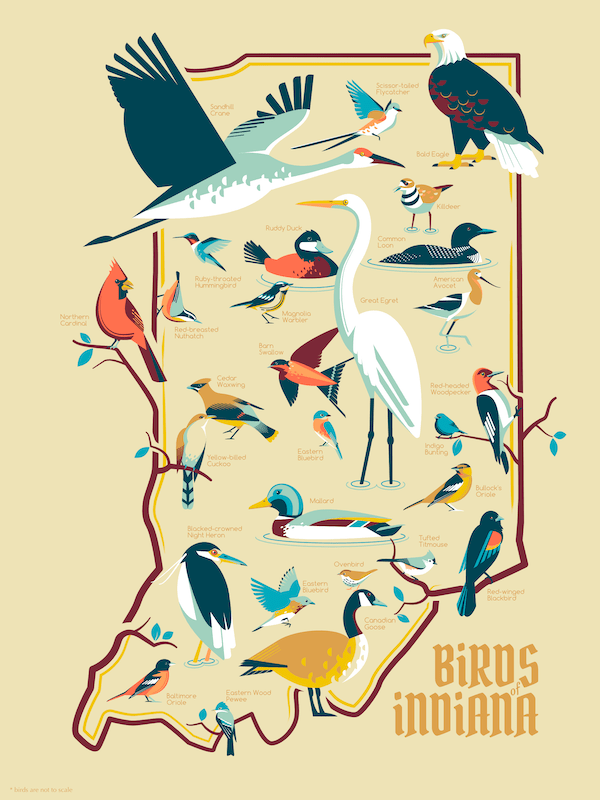 indiana birds poster